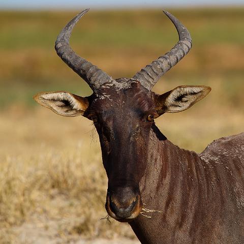 173 Okavango Delta, lierantilope.jpg